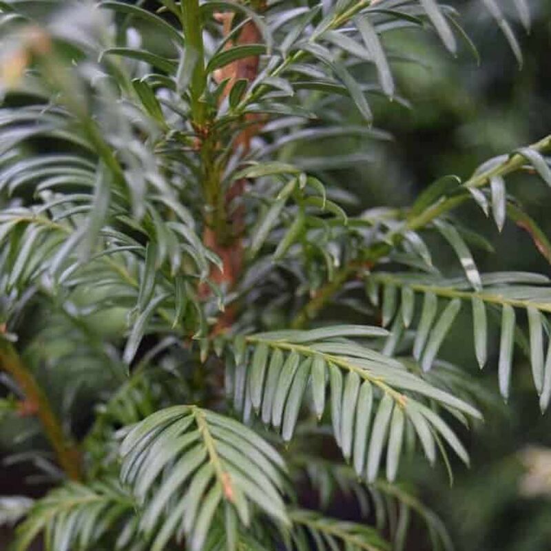 Taxus baccata 'Fastigiata' (f) 175-200 cm